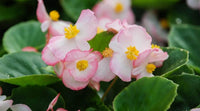 Pink White Begonia Flower Seeds ƒ?? Heirloom, Non-GMO Seeds for Planting Beautiful Garden Blooms for planting in your garden.