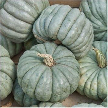 Blue Jarrahdale Pumpkin Cucurbita maxima seeds for garden planting
