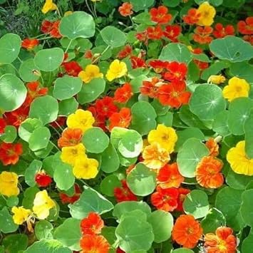 Capuchina Flower Seeds for Planting ƒ?? Organic, Heirloom, Non-GMO Nasturtium Seeds