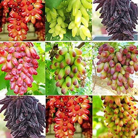 Mixed grape fruit seeds for planting