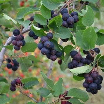 Annon Annona spp seeds for planting in home garden