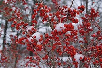 Red Verticillata Fruit Seeds - 8pcs, Rare Garden Plant Variety 100 Pcs pcs