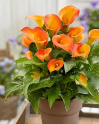 White Calla Lily flowers adding elegance to an outdoor landscape garden

