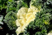 Kale Seeds for Planting White - 100 Pcs pcs