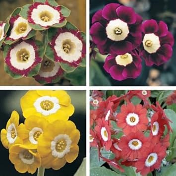 Aurikel Flower Seeds for Planting - 100 Pcs pcs
