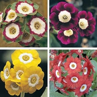 Aurikel Flower Seeds for Planting - 100 Pcs pcs