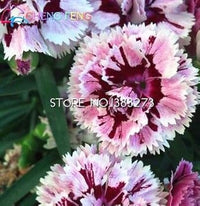 Heirloom Non-GMO White Maroon Dianthus Flower Seeds for Colorful Garden Planting for planting in home garden