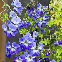 Blue Nasturtium Flower Seeds â€“ Heirloom, Non-GMO Flower Seeds for Planting