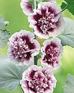 Hollyhock White Purple Seeds for Planting ƒ?? Organic, Heirloom, Non-GMO Flower Seeds