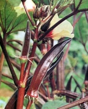 Burgundy Okra Vegetable Seeds for Planting, heirloom & Non-GMO Seeds