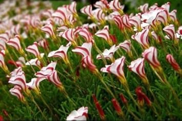 100 Pcs