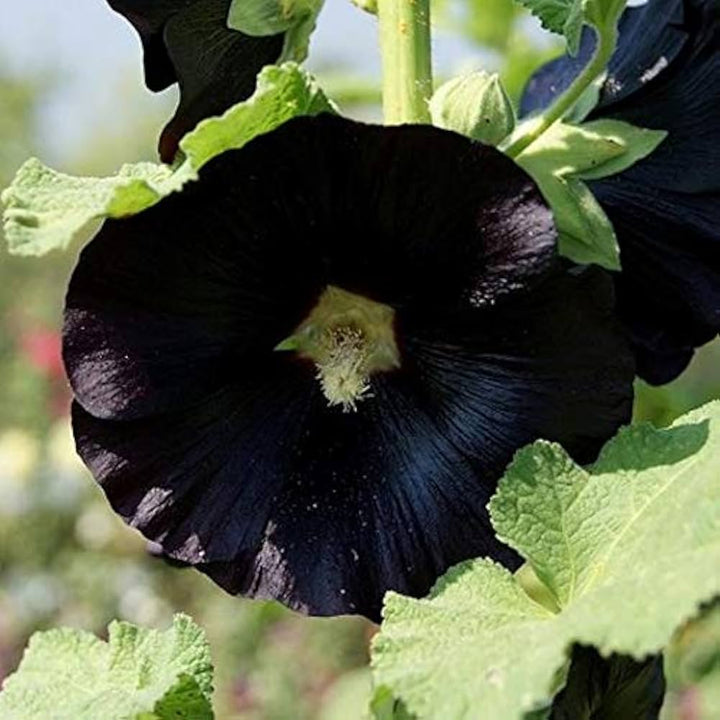 Heirloom Non-GMO Black Hollyhock Flower Seeds for Planting ƒ?? Tall Dramatic Blooms for Cottage Gardens
