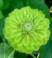 Heirloom (Heirloom scientific name) for planting in garden