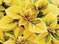 Yellow Coleus Plant Seeds for Planting - Heirloom and Non-GMO Garden Seeds