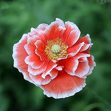 Organic Heirloom Non-GMO Blue Flower Seeds for Planting – Fresh Vibrant Garden Blooms