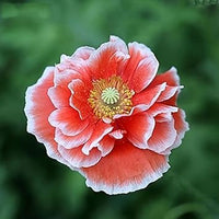 Organic Heirloom Non-GMO Blue Flower Seeds for Planting – Fresh Vibrant Garden Blooms