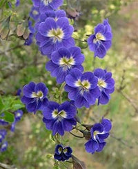 Blue Nasturtium Flower Seeds â€“ Heirloom, Non-GMO Flower Seeds for Planting for planting in home garden