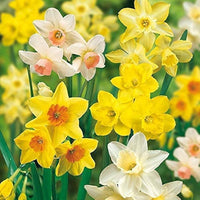 Yellow daffodil flowers blooming in a spring garden

