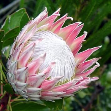 Organic Protea Flower Seeds for Planting ƒ?? Heirloom, Non-GMO