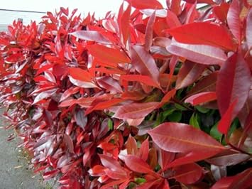 Red Photinia Planting Seeds for Garden NON GMO Seeds