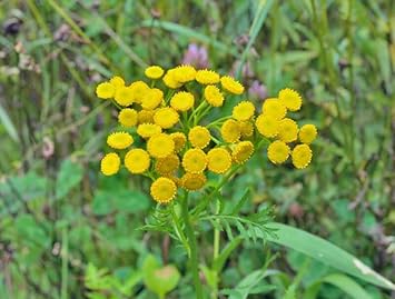 Costmary Flower Seeds for Planting - 100 Pcs pcs