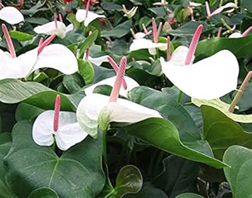 White Anthurium Andraeanu Flower Seeds â€“ Heirloom Non-GMO Tropical Blooms for Garden Planting for planting in home garden