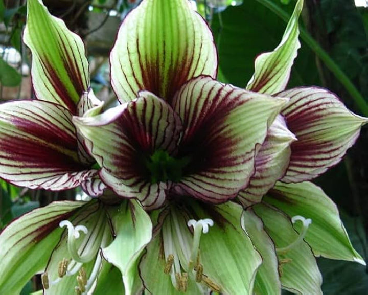 Light Green Hippeastrum Rutilum Flower Seeds ƒ?? Heirloom Non-GMO Amaryllis Blooms for Exotic Gardens