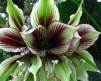 Light Green Hippeastrum Rutilum Flower Seeds ƒ?? Heirloom Non-GMO Amaryllis Blooms for Exotic Gardens