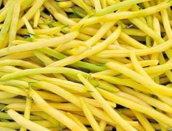 Yellow Bean Phaseolus vulgaris seeds for garden planting