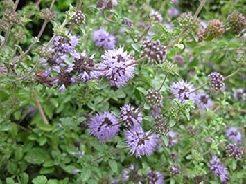 Purple Pulegium Flower Seeds for Planting 100 pcs