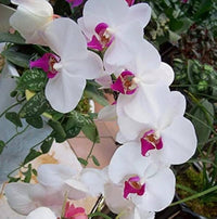 Yellow White Phalaenopsis Orchid Flower Seeds ƒ?? Heirloom, Non-GMO Seeds for Planting