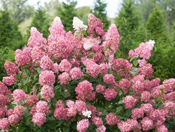Hydrangea Paniculata Flower Seeds ƒ?? Heirloom, Non-GMO Seeds for Planting Lush Garden Blooms