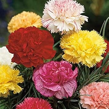 Heirloom Non-GMO Dianthus Flower Seeds for Garden Planting – Multi-Color Fragrant Blooms Mix