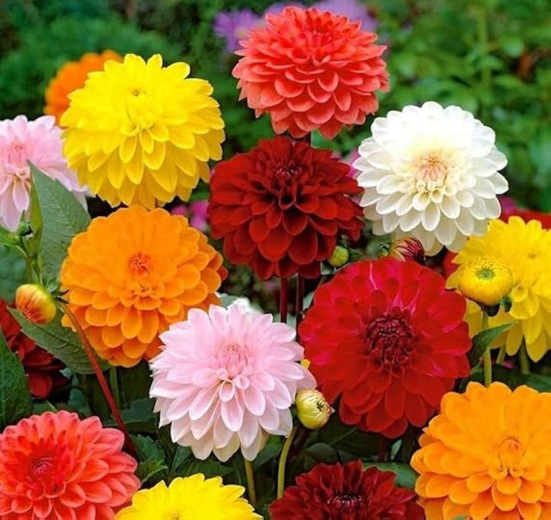 Mix Dahlia Fantasy Flower Seeds for Planting, 100 pcs seeds for planting in home garden