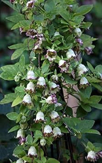 Heirloom Green Purple Hibiscus Flower Seeds for Planting ƒ?? Non-GMO, Unique Tropical Garden Blooms for planting in your garden.