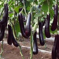 Eggplant Seeds for Planting, Dark Purple, 100 Pcs pcs