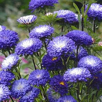 White (White scientific name) for planting in garden