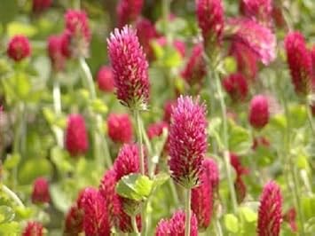 Red Crimson Flower Seeds for Planting NON GMO Seeds