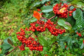New Fresh 10pcs Cotoneaster Lacteus Fruit Seeds - Attractive Shrub with Beautiful Red Berries 100 Pcs pcs