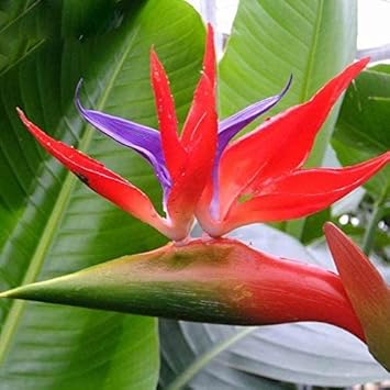 Strelitzia (Strelitzia scientific name) for planting in garden