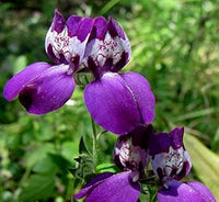 Heirloom Non-GMO Purple Heterophylla Flower Seeds for Garden Planting for planting in home garden