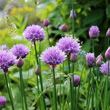 Rustic Ciboulette Plant Seeds for Planting -Heirloom & Non-GMO Seeds for planting for planting in home garden