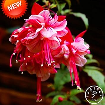 Double Petals Fuchsia Flower Seeds for Planting - NON GMO Seeds