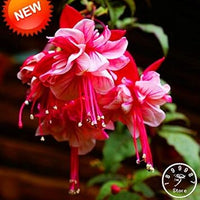 Double Petals Fuchsia Flower Seeds for Planting - NON GMO Seeds