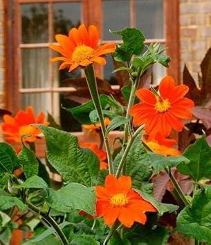 Heirloom Mexican Flower Seeds, Non-GMO Vibrant Blooms for Colorful Garden Planting
