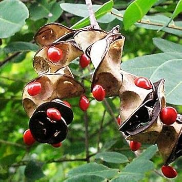 Coral Bean Plant Seeds for Planting - Heirloom & Non-GMO Seeds for planting for planting in home garden