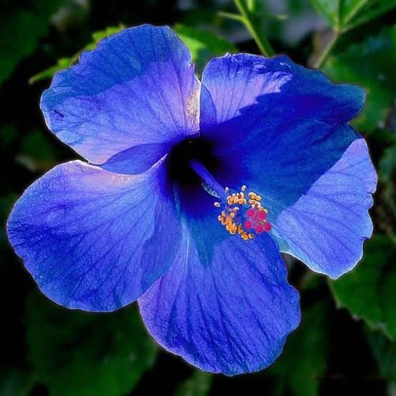 Heirloom Hibiscus Bonsai Flower Seeds – Unique Garden Bloom