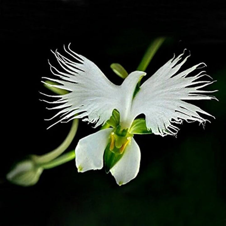 White Orchid Garden Terrace Flower Seeds for Planting - NON GMO Seeds