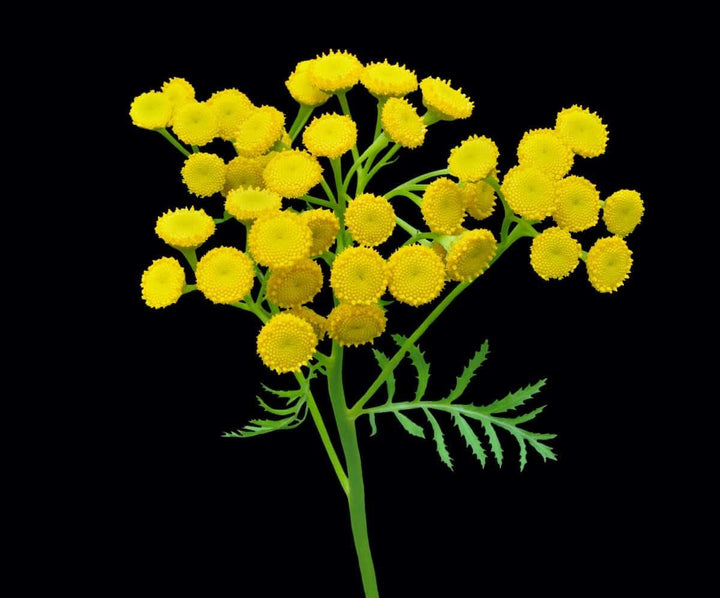 Costmary Flower Seeds for Planting - 100 Pcs pcs