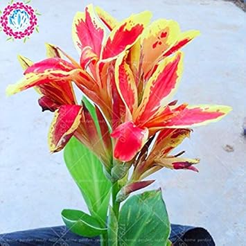 Orange Indica Flower Seeds for Planting ƒ?? Organic, Heirloom, Non-GMO Tropical Garden Seeds for planting in your garden.